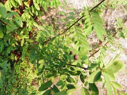 Image of Potato bush