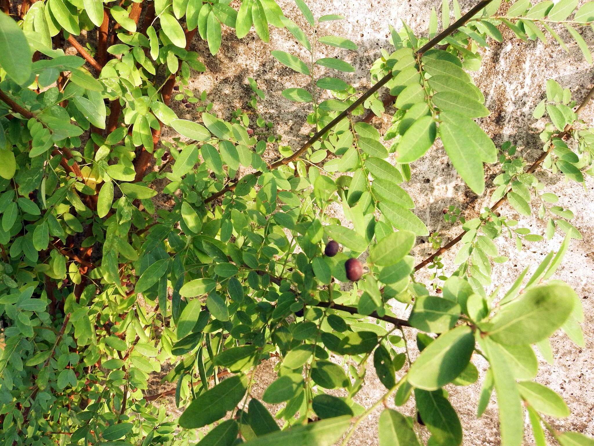 Image de Phyllanthus reticulatus Poir.