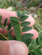 Image of Astragalus norvegicus Grauer