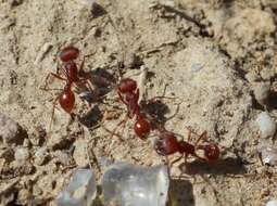Image of Western Harvester Ant