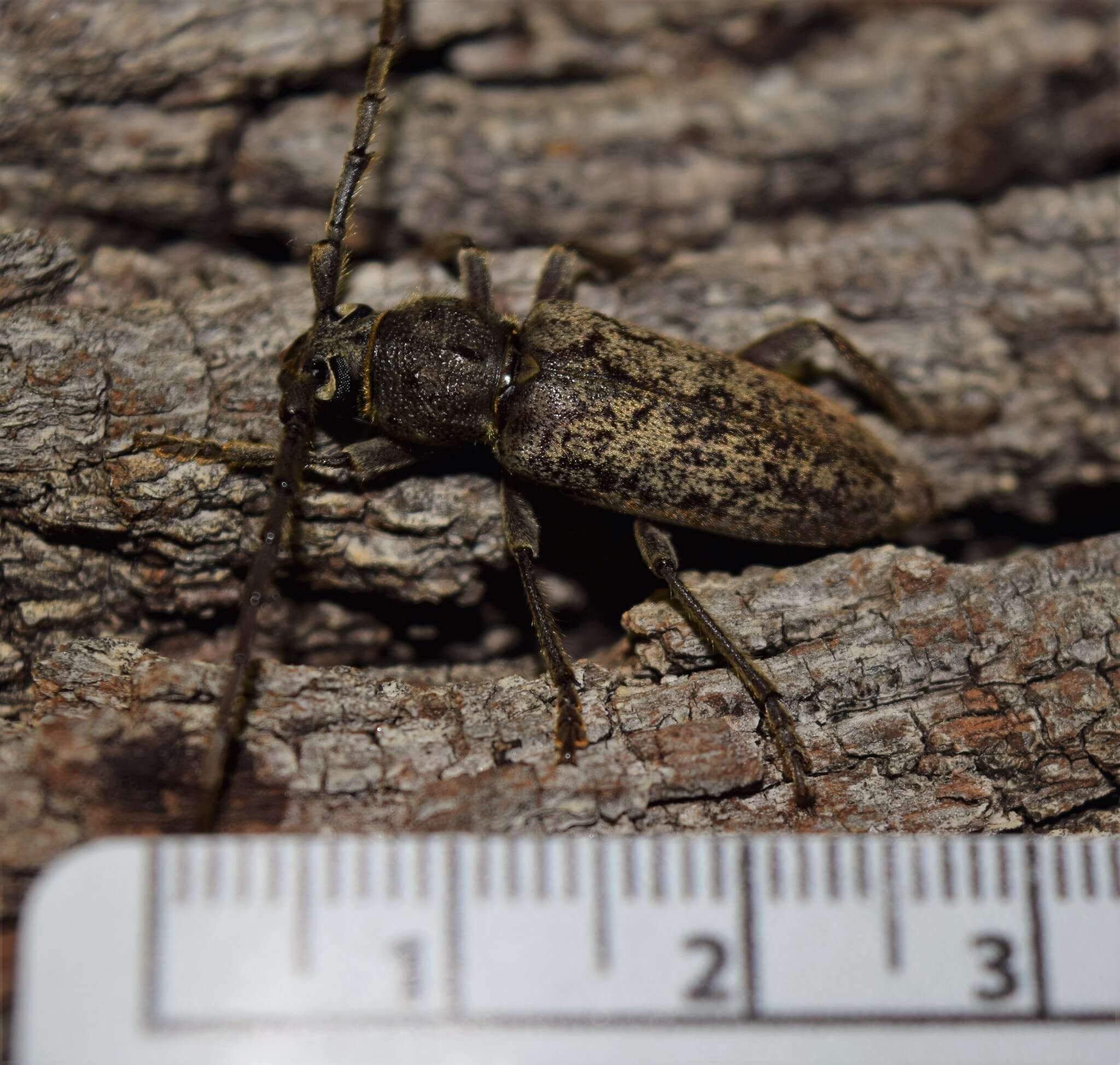 Image of Enaphalodes atomarius (Drury 1773)