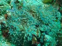 Image of red-mouth mushroom anemone