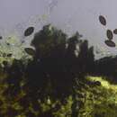 Image of Podospora decipiens (G. Winter) Niessl 1883