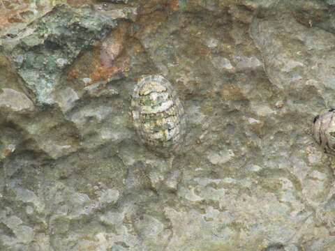 Image de Chiton squamosus Linnaeus 1764