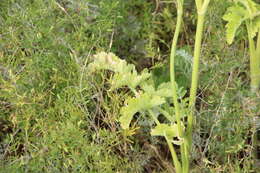 Image of Pastinaca pimpinellifolia M. Bieb.