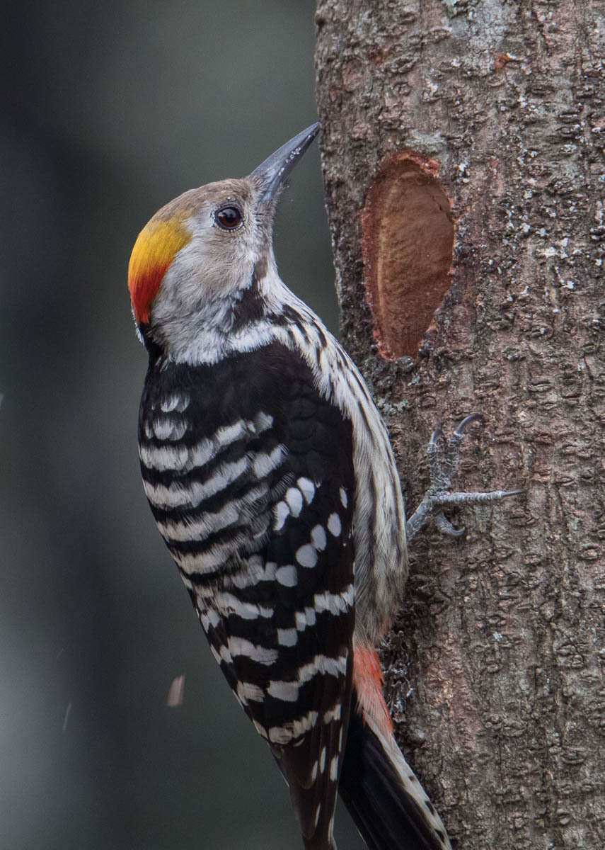 Image of Brown-fronted Woodpecker