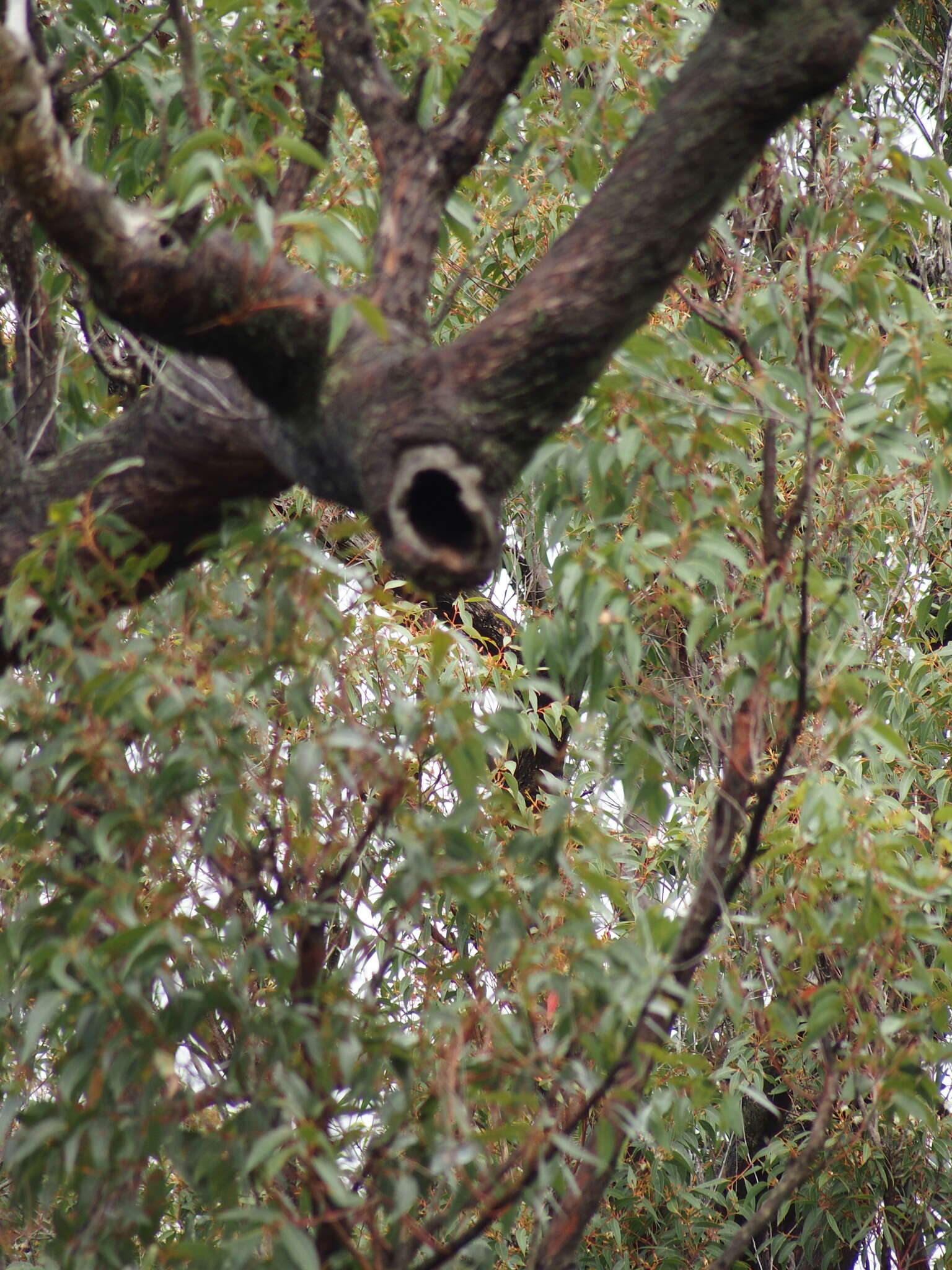 Image of Eucalyptus marginata subsp. marginata