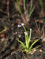 Image of Utricularia hirta Klein ex Link