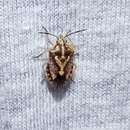Image of African cluster bug