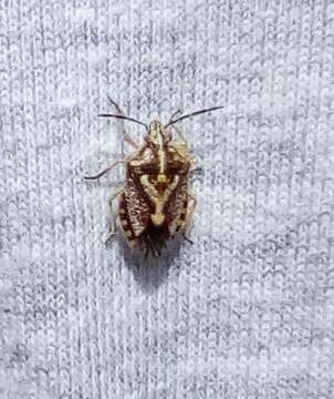 Image of African cluster bug