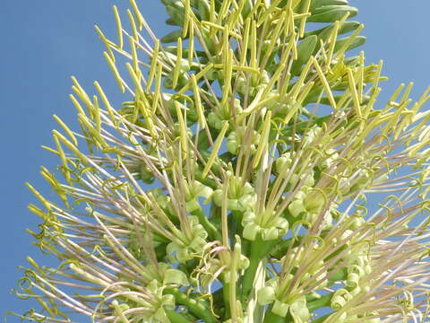 Image de Agave ortgiesiana (Baker) Trel.