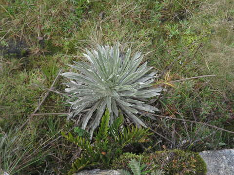 Image of Espeletia argentea Humb. & Bonpl.