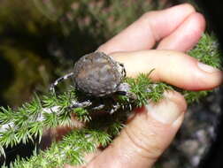 Imagem de Caerostris corticosa Pocock 1902