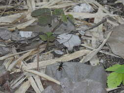 Image of Cicindela (Calochroa) bicolor Fabricius 1781