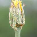 Image of Puccinia hysterium Röhl. 1813