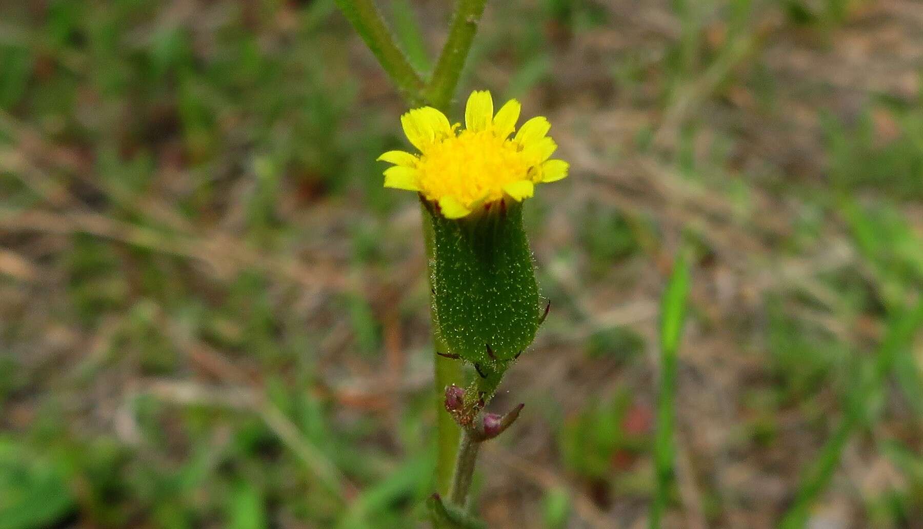 Plancia ëd Senecio lividus L.