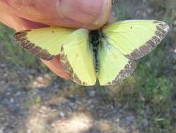 صورة Colias occidentalis Scudder 1862