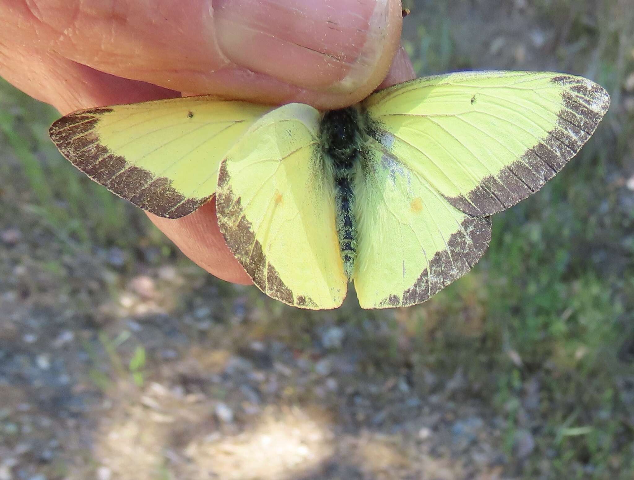 صورة Colias occidentalis Scudder 1862