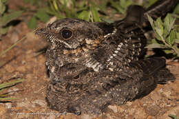 Image of Scissor-tailed Nightjar