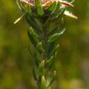 Almaleea incurvata (A. Cunn.) Crisp & P. H. Weston的圖片