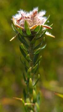 Слика од Almaleea incurvata (A. Cunn.) Crisp & P. H. Weston