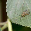 Image of Echthromorpha agrestoria notulatoria (Fabricius 1804)