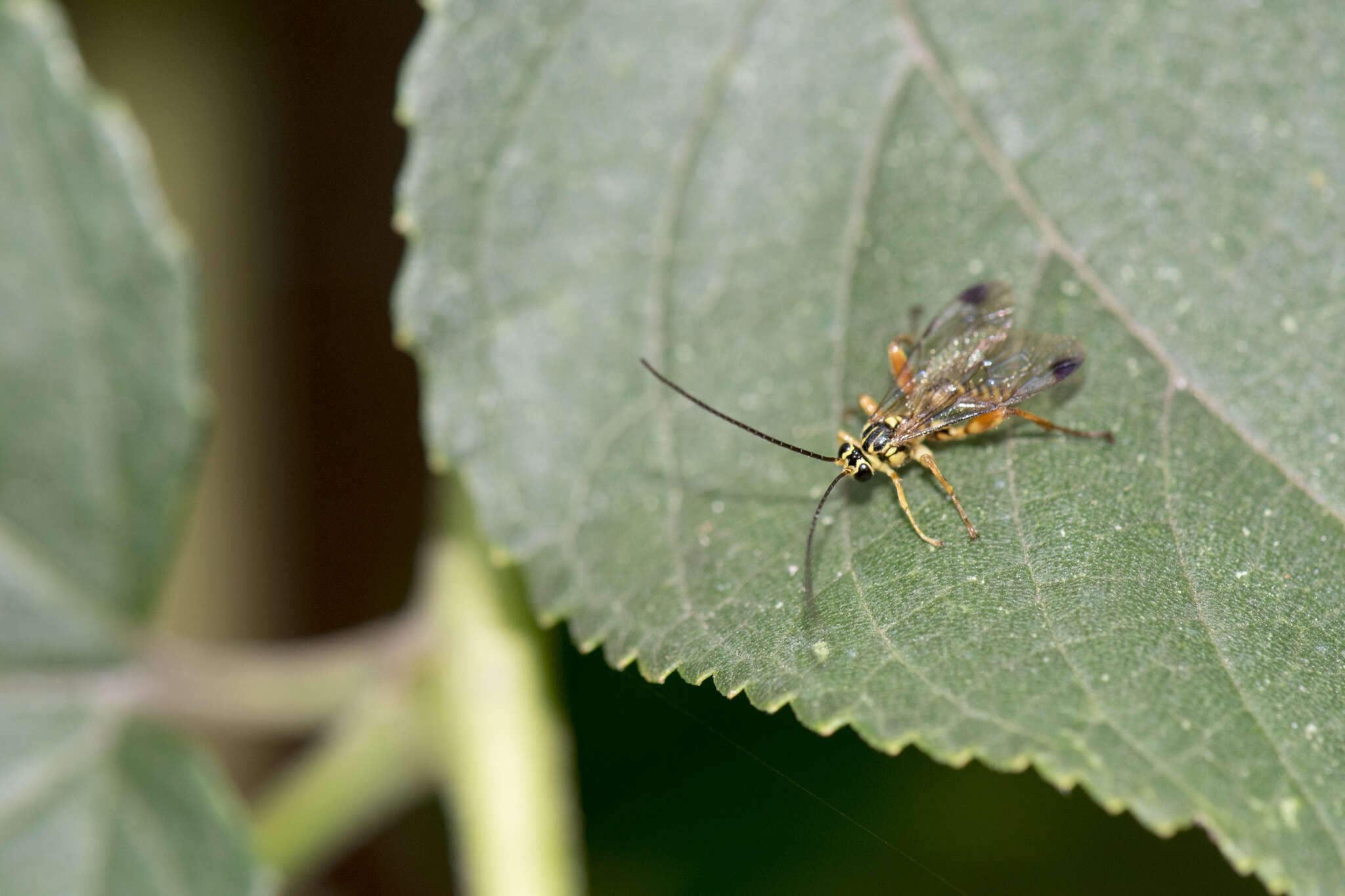 Image of Echthromorpha agrestoria notulatoria (Fabricius 1804)