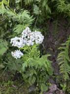 Image of big-leaf yarrow