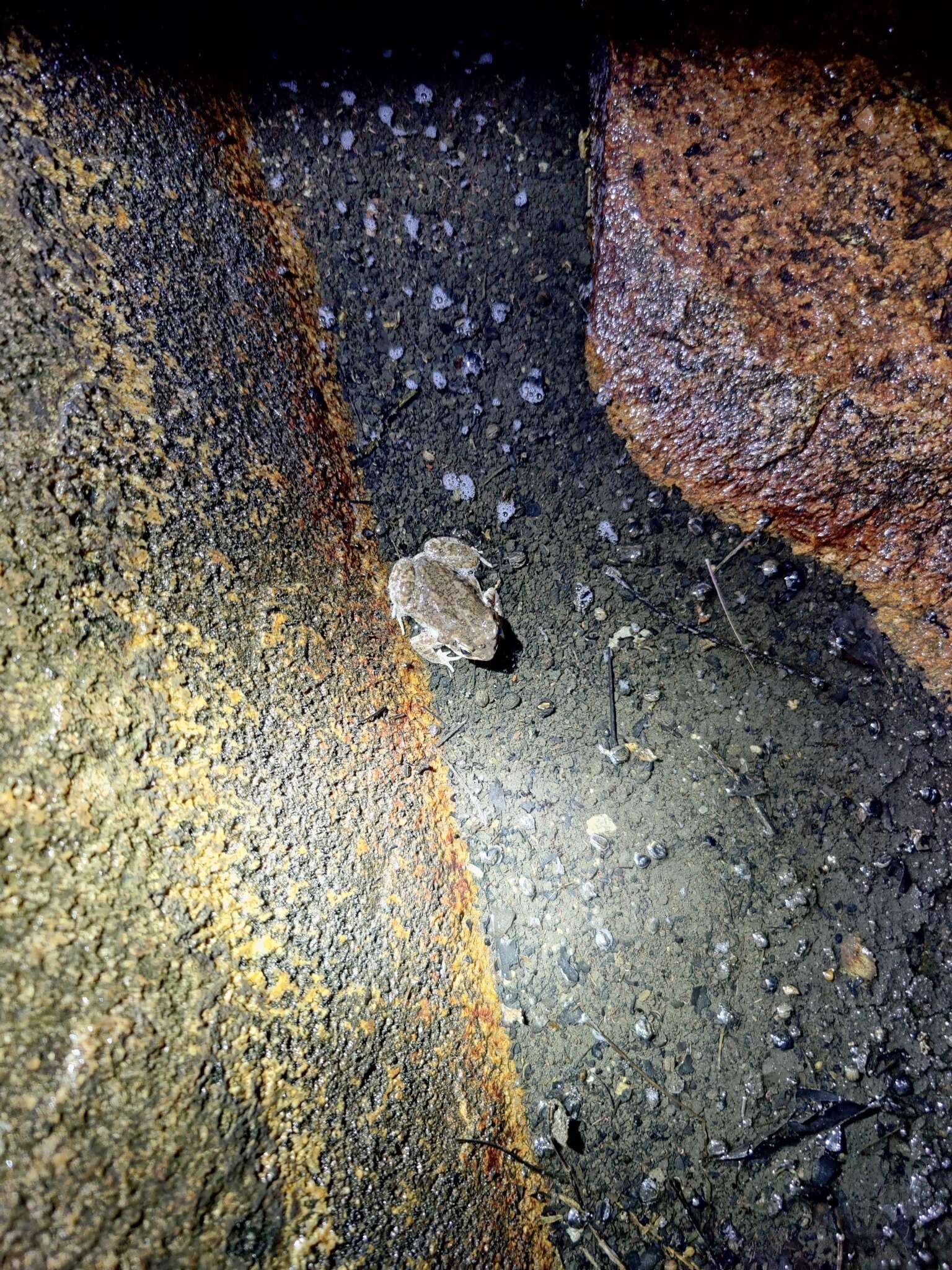 Image of Günther’s toad or rock toad