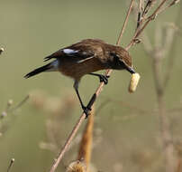 صورة Saxicola torquatus stonei Bowen 1931