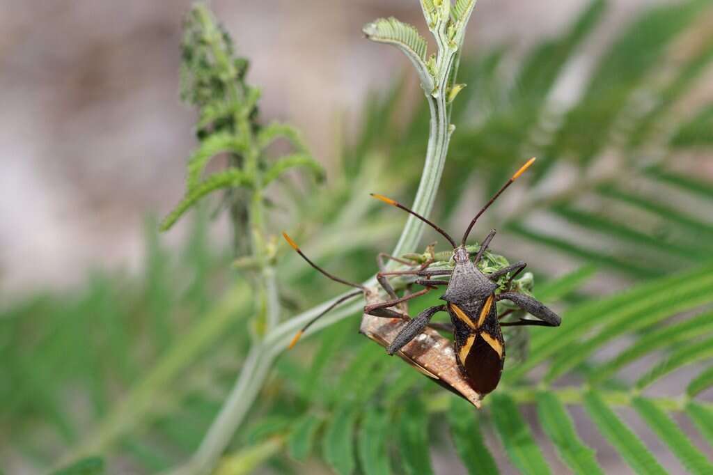 Image of Crusader bug