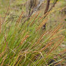 Image of Carex tereticaulis F. Muell.