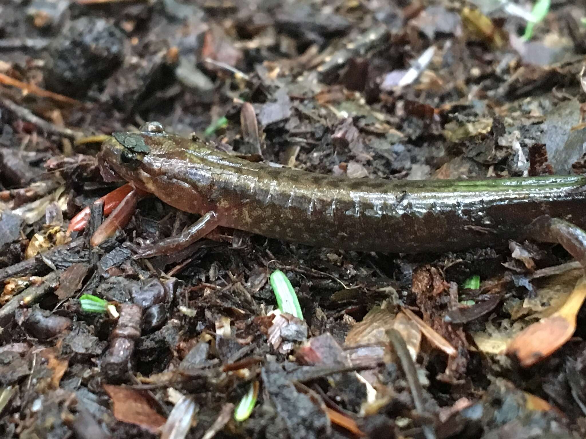 Image of Allegheny Mountain Dusky Salamander