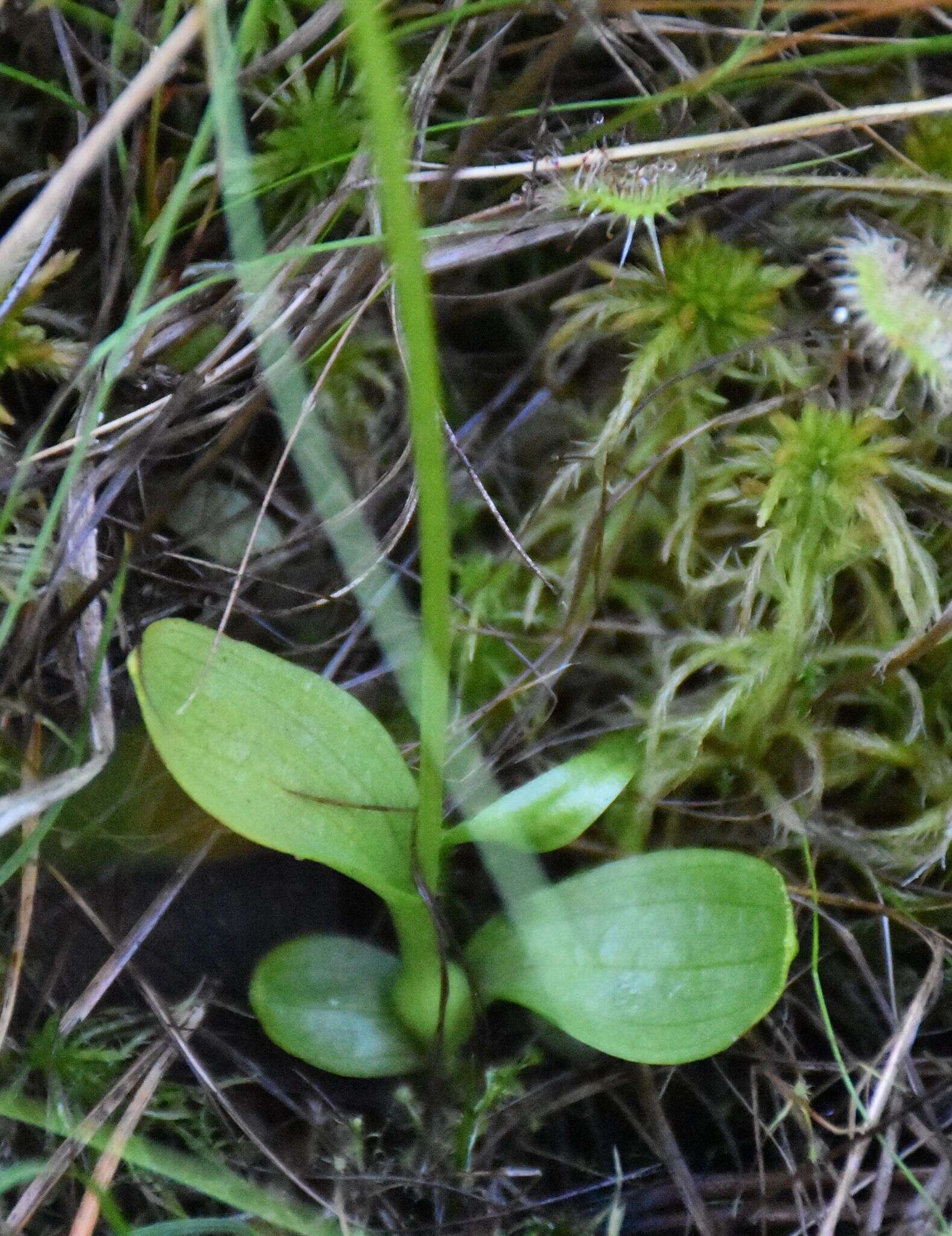 Image of Bog Orchid