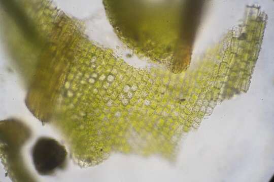 Image of Syntrichia norvegica Weber 1804