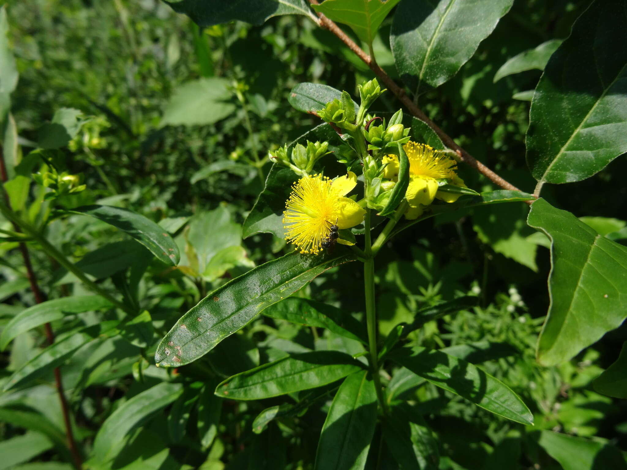 Image of shrubby St. Johnswort