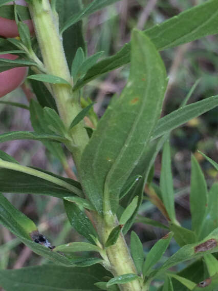 Imagem de Solidago altissima L.