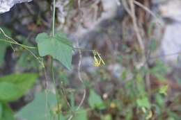 Image of Cyclanthera filiformis (Kuntze) H. Schaef. & S. S. Renner