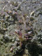 Image of Swimming nudibranch