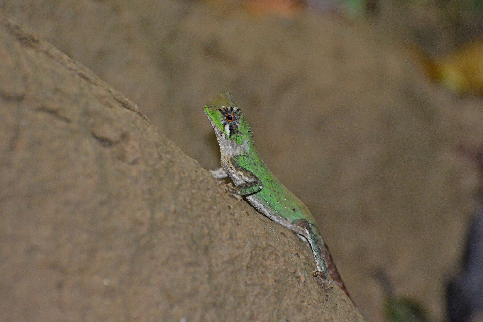 Sivun Acanthosaura coronata Günther 1861 kuva