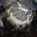 Image of Strobilomyces seminudus Hongo 1983