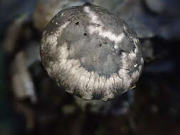 Image of Strobilomyces seminudus Hongo 1983