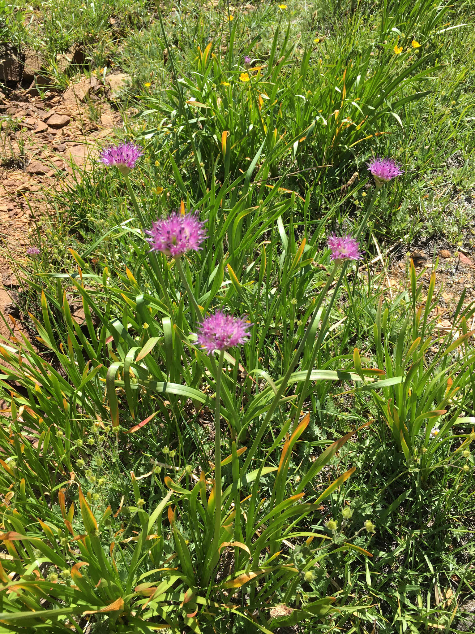 Image of Pacific onion