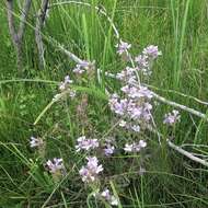 Слика од Euphrasia caudata (J. H. Willis) W. R. Barker