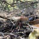 Plancia ëd Rhodocollybia purpurata (G. Stev.) J. A. Cooper 2014