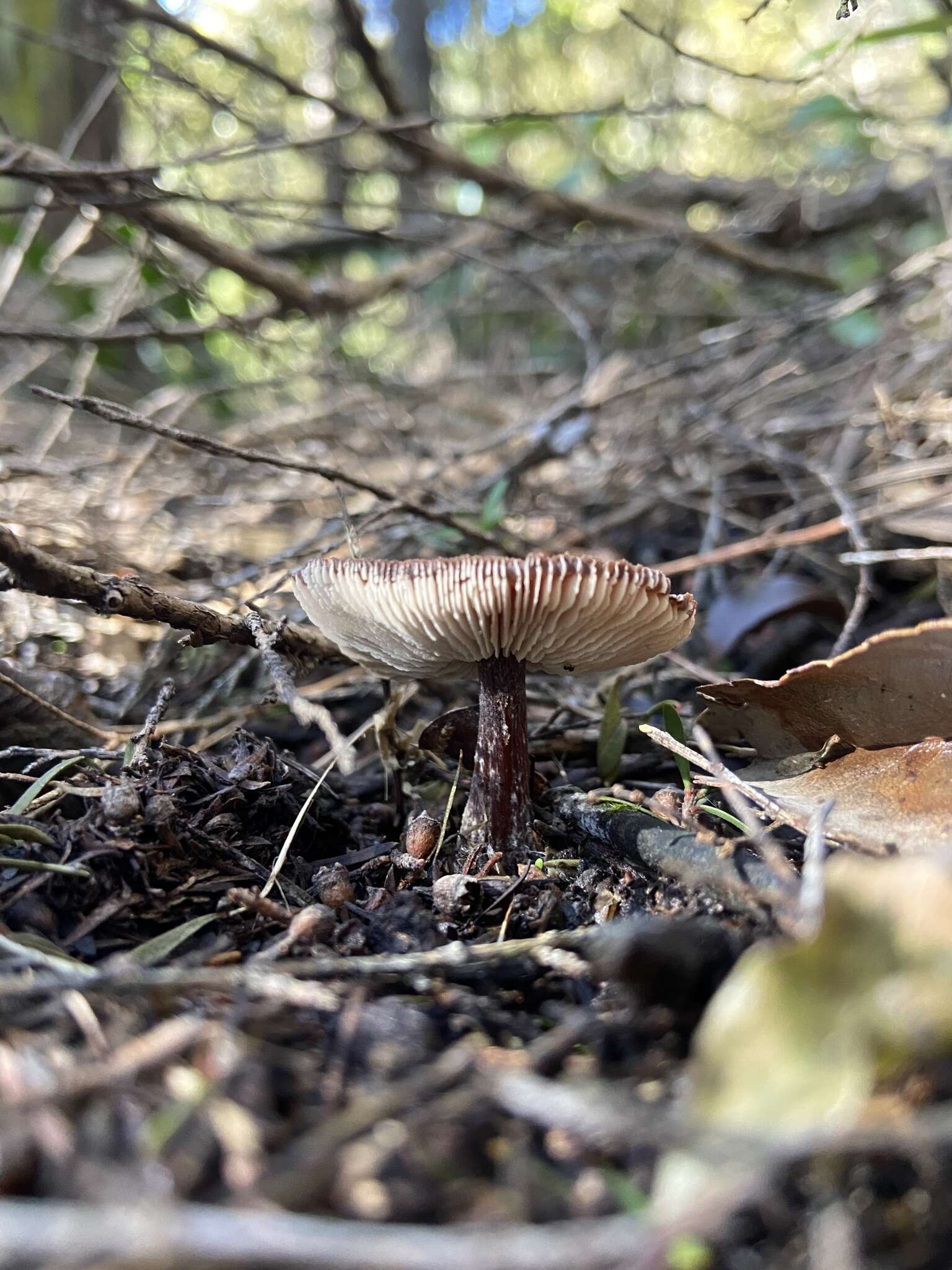 Image of Rhodocollybia purpurata (G. Stev.) J. A. Cooper 2014