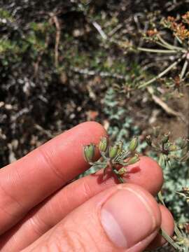 Imagem de Lomatium rigidum (M. E. Jones) Jepson