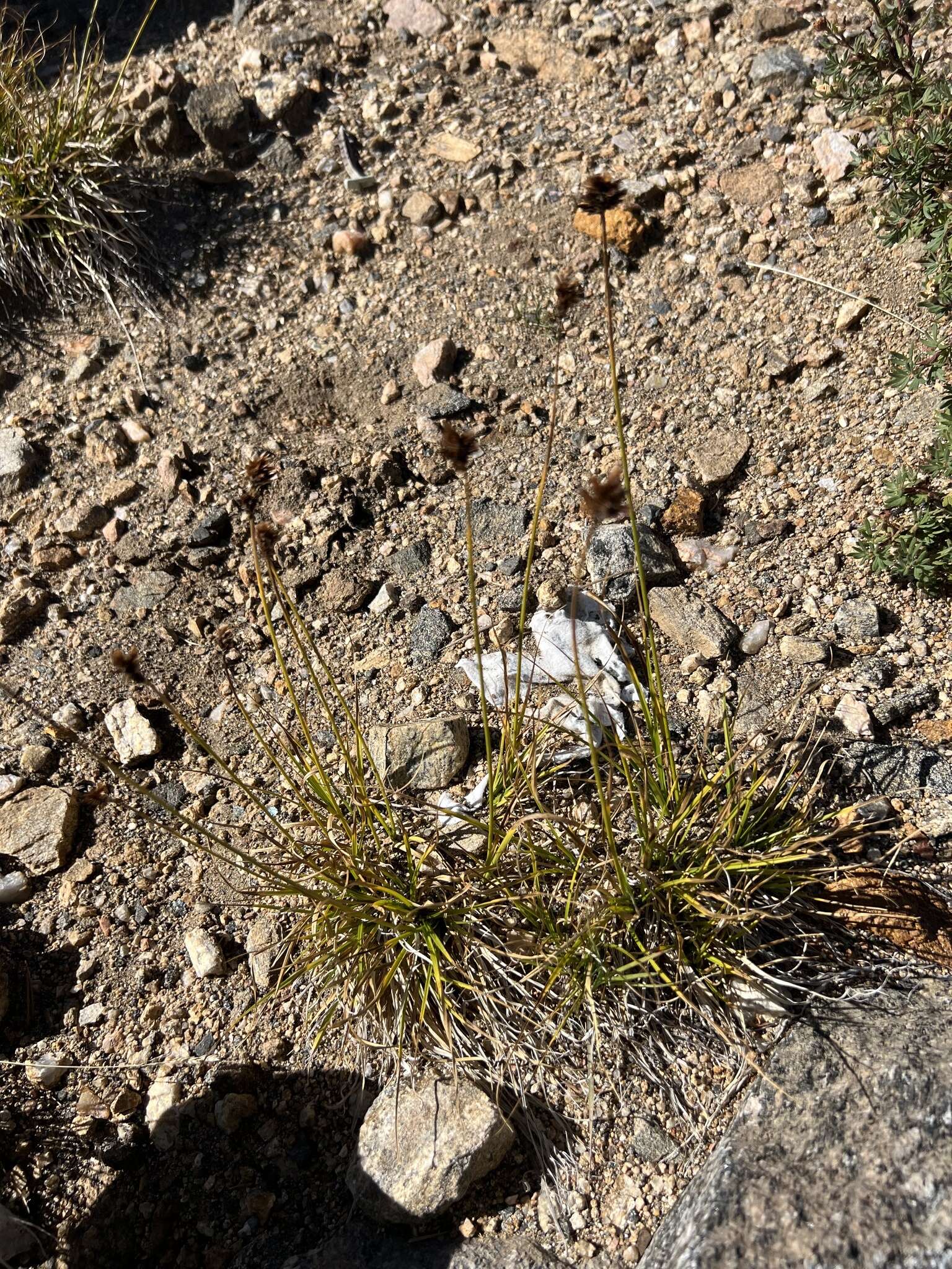 Image of cloud sedge