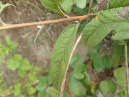 Image of Cienfuegosia affinis (Kunth) Hochr.