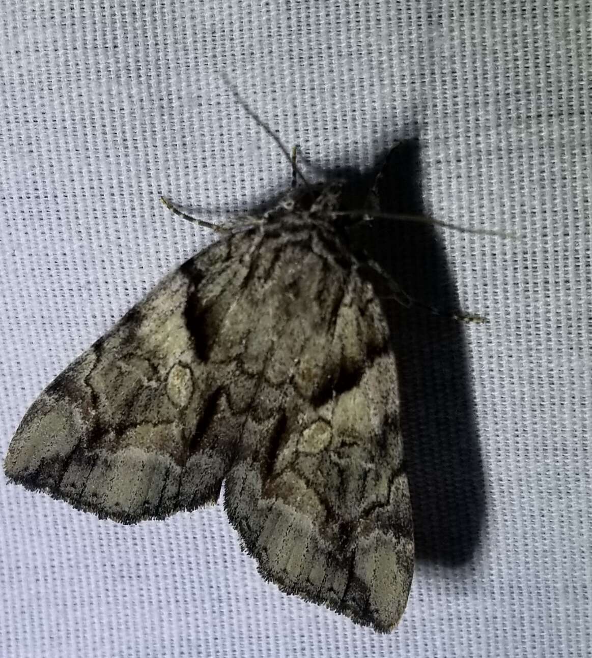 Image of Wonderful Underwing